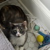 Sweet Pea - Photo 2