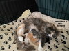 Sweet Pea - Photo 4