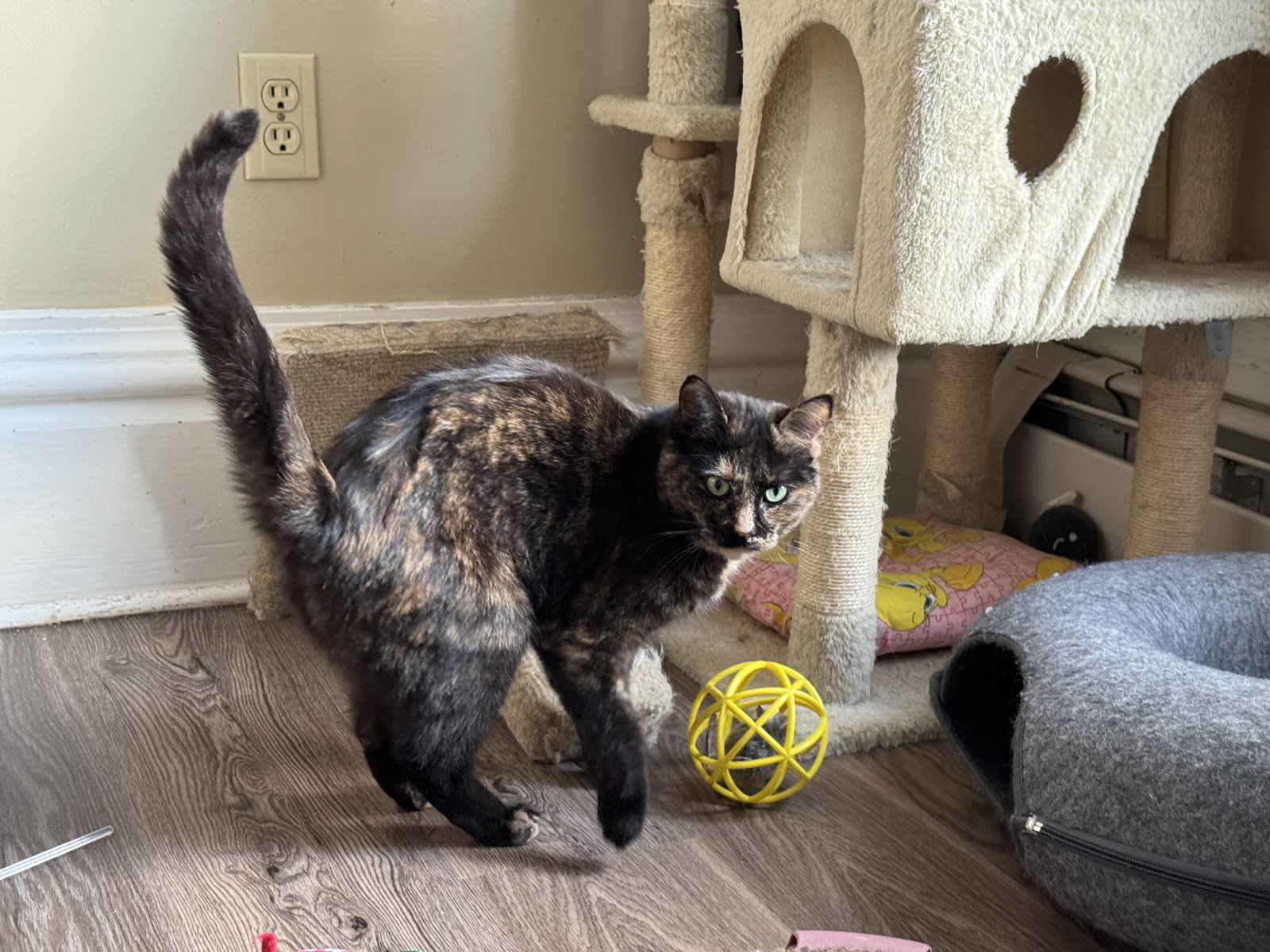 COMING SOON - Miss Marbles Image