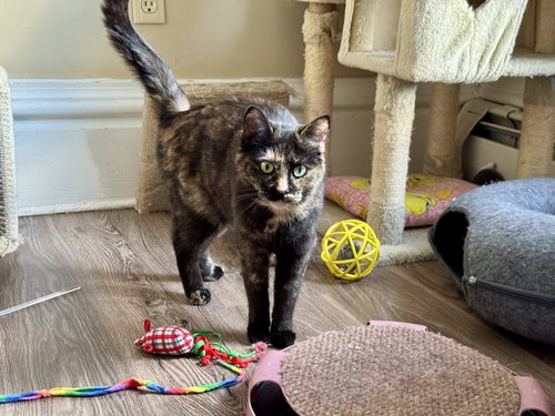 COMING SOON - MISS MARBLES - Domestic Short Hair available for adoption