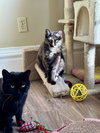 COMING SOON - Miss Marbles - Photo 4