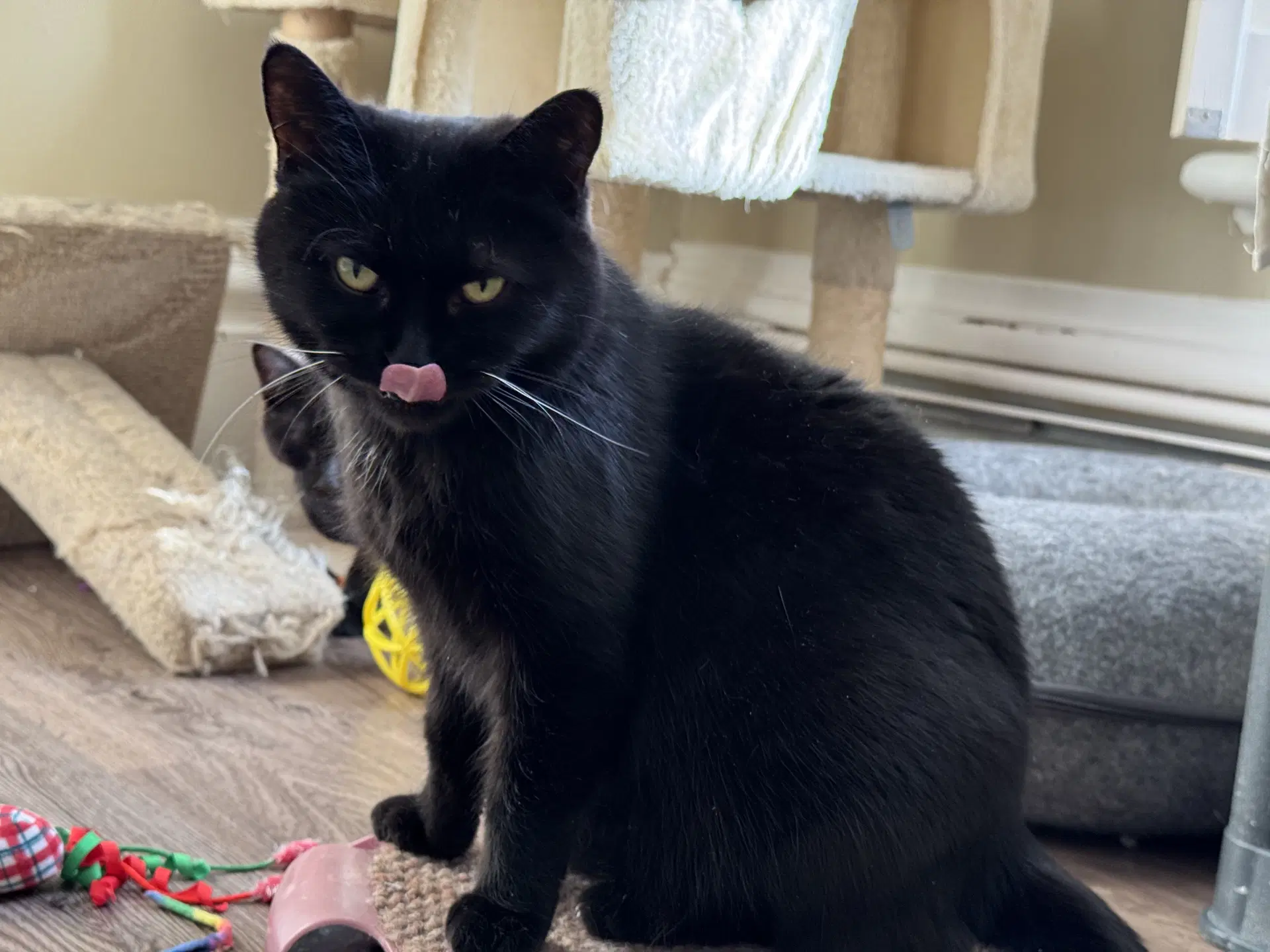 Kiwi - Domestic Short Hair