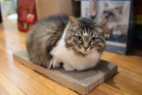 ZOEY - Domestic Long Hair available for adoption