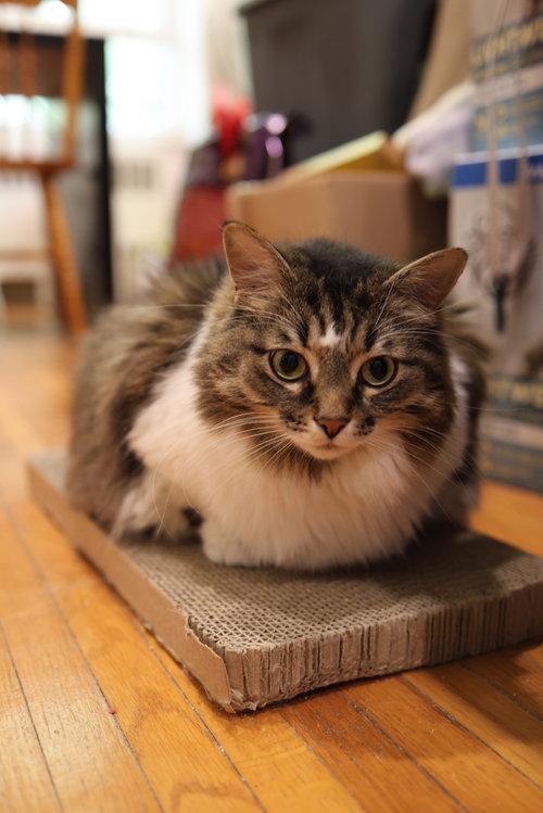 ZOEY - Domestic Long Hair available for adoption