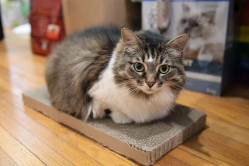 Photo of Zoey - Sponsored by Zoey L.