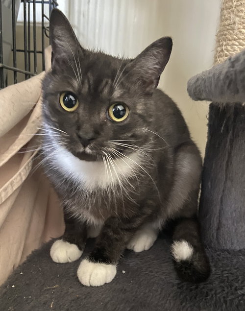 DIEGO - Domestic Short Hair available for adoption