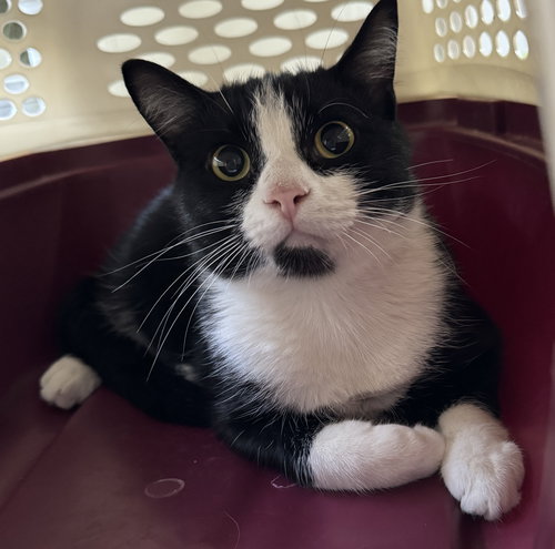 EARL - Domestic Short Hair available for adoption