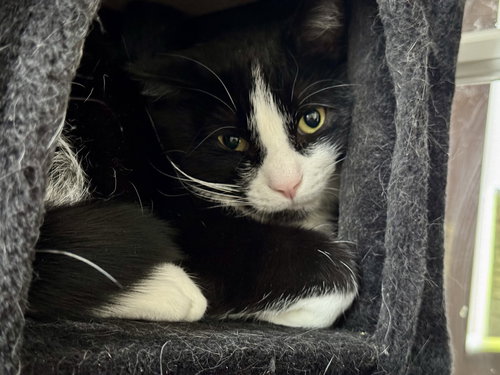 Earl, an adoptable Domestic Short Hair in Markham, ON