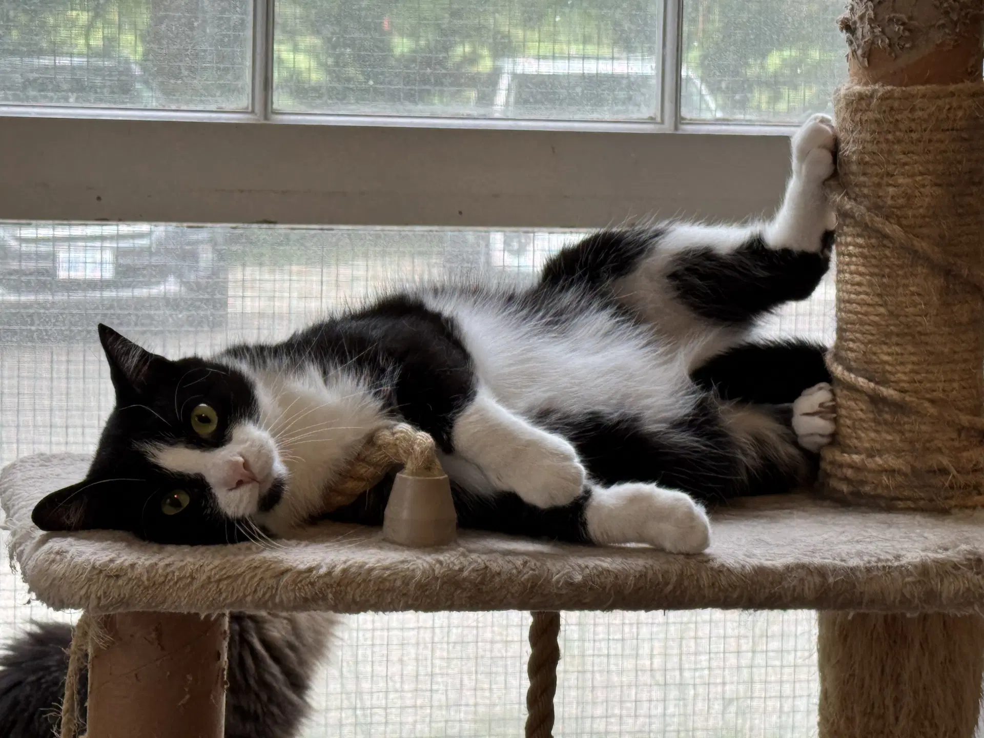 Earl - Domestic Short Hair