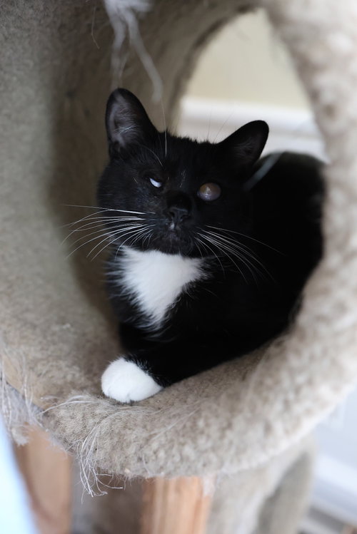 ELLIE - Domestic Short Hair available for adoption