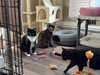 Shiloh - Photo 2