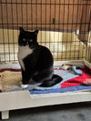 Shiloh - Photo 3