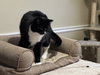 Shiloh - Photo 4