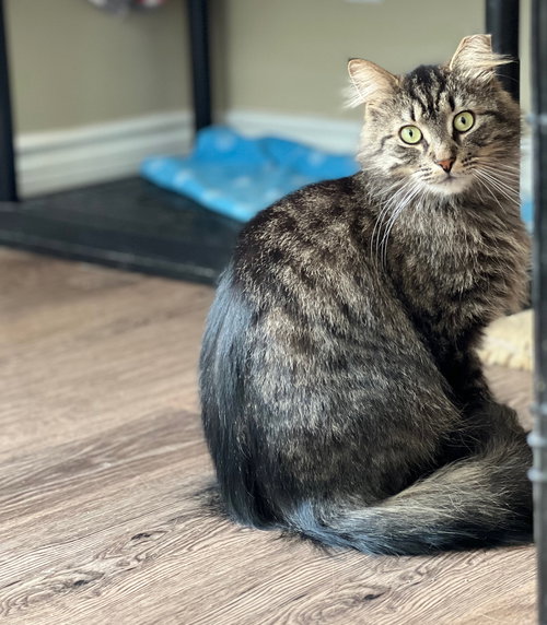 BAILEY - Domestic Long Hair available for adoption
