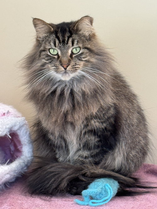 Photo of Bailey