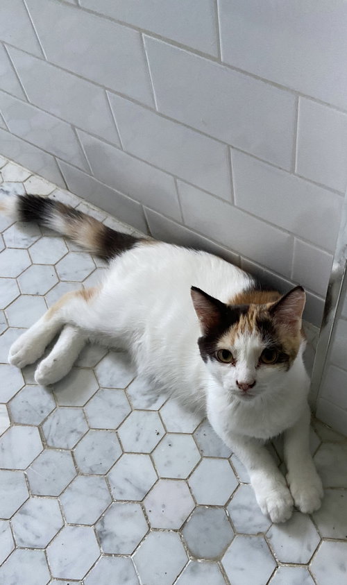 FRANCESCA - Domestic Short Hair available for adoption