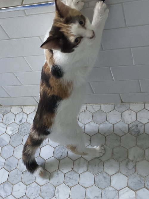 FRANCESCA - Domestic Short Hair available for adoption