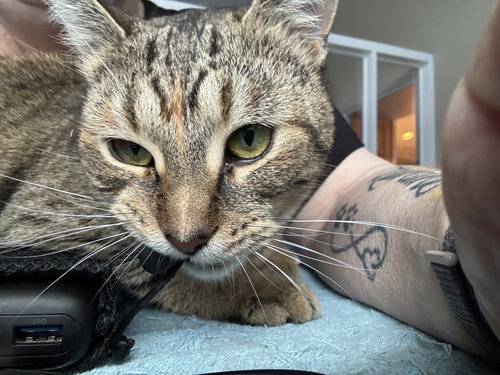 OLIVE - Domestic Short Hair available for adoption