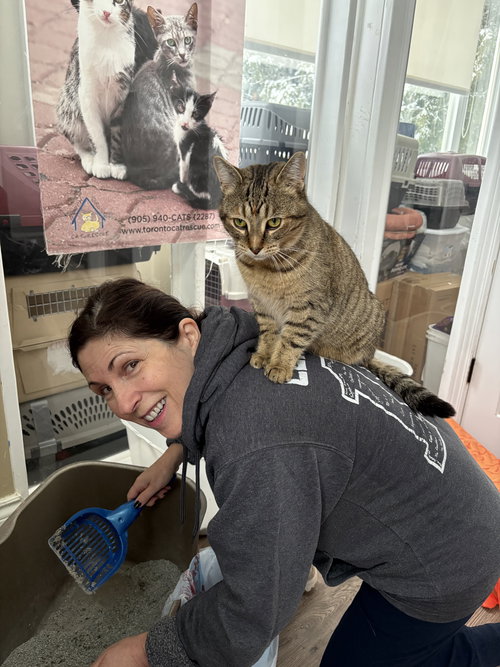 OLIVE - Domestic Short Hair available for adoption