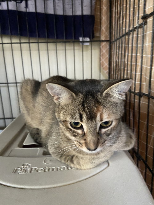 JILLY - Domestic Short Hair available for adoption