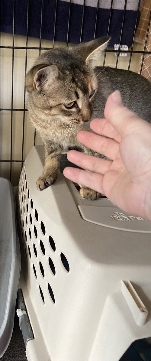 JILLY - Domestic Short Hair available for adoption