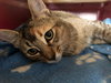 Jilly - Photo 3