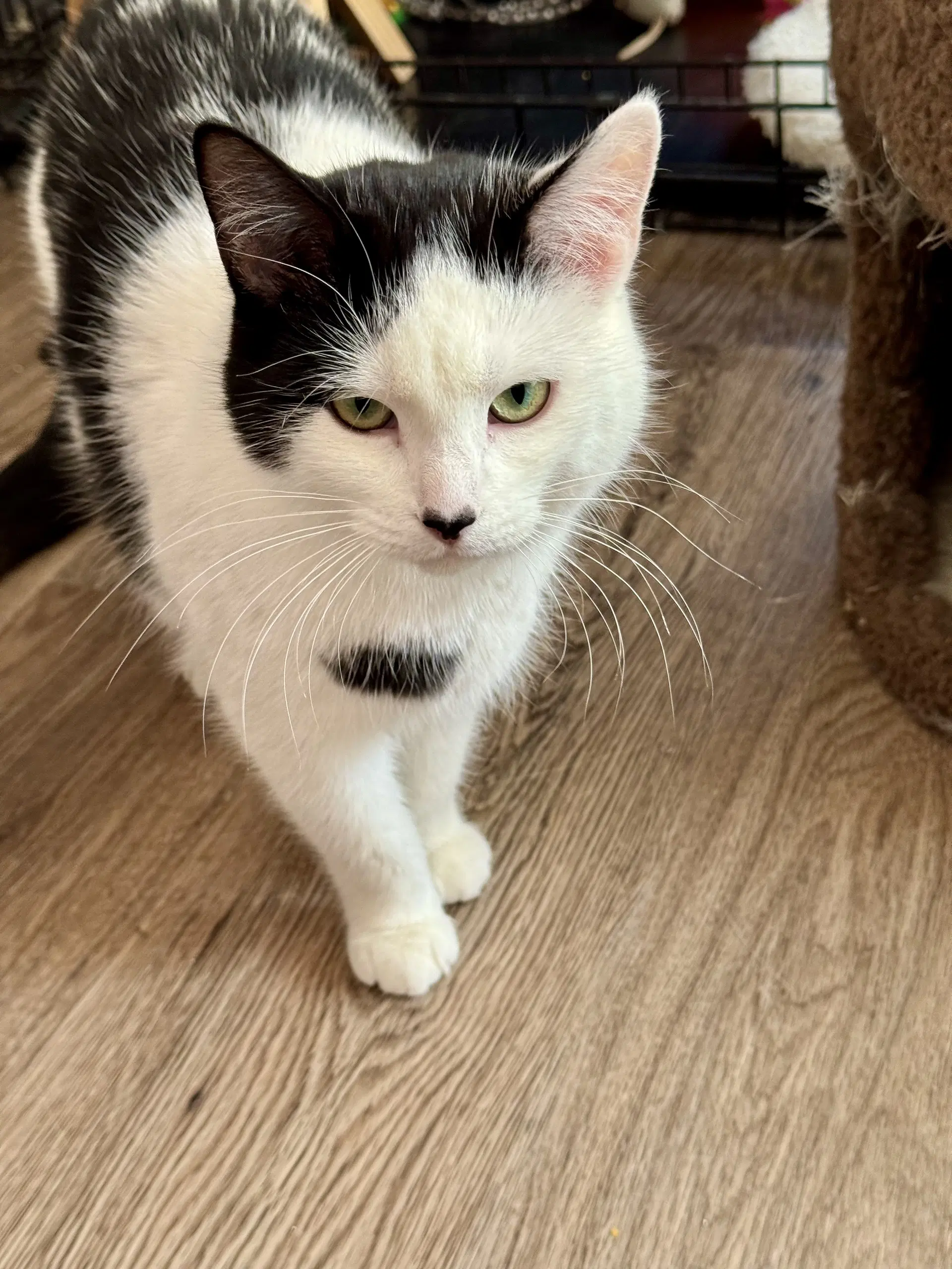 Dixie - Sponsored By Jake - Domestic Short Hair