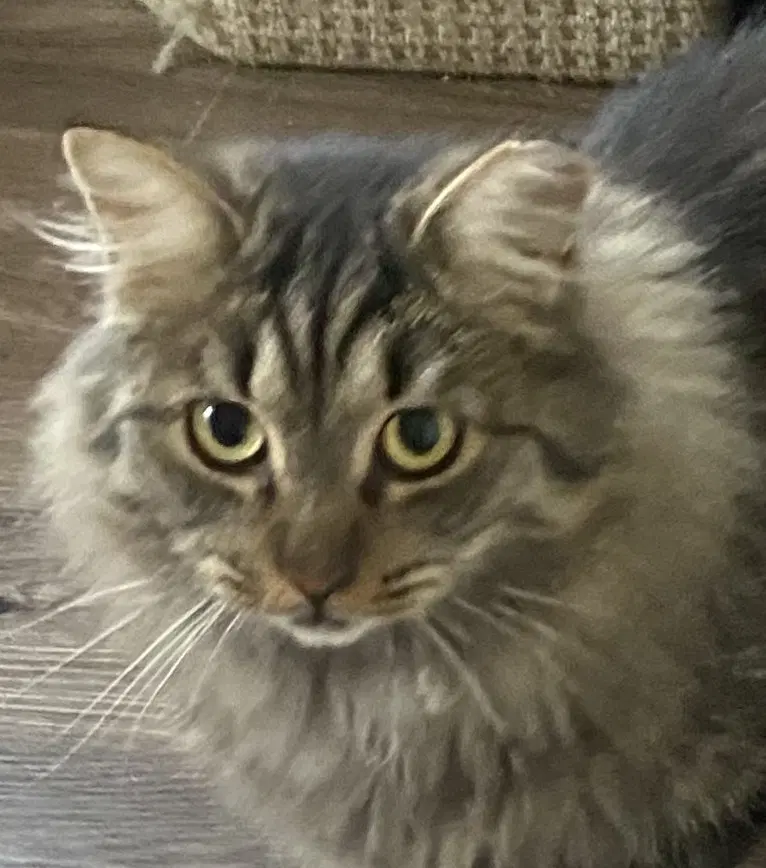 Gabby - Domestic Long Hair