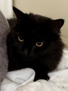 Roxy - Photo 1