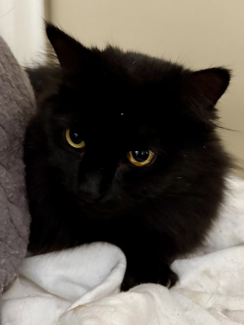 ROXY - Domestic Long Hair available for adoption