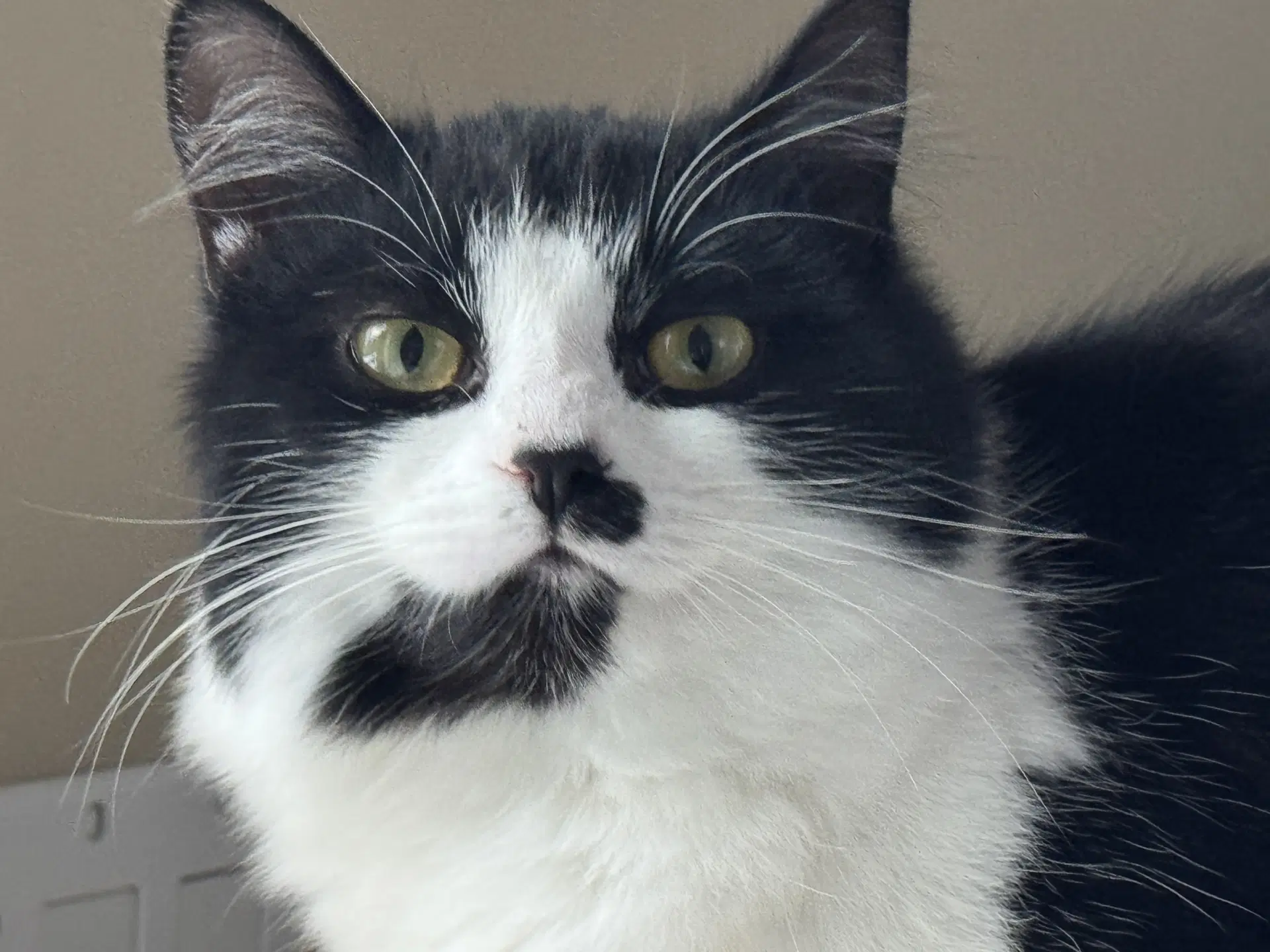 Noelle - Domestic Medium Hair