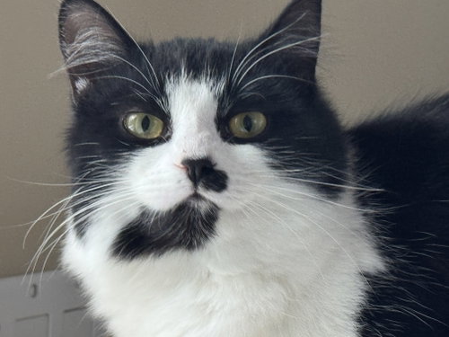 Noelle, an adoptable Domestic Medium Hair in Markham, ON