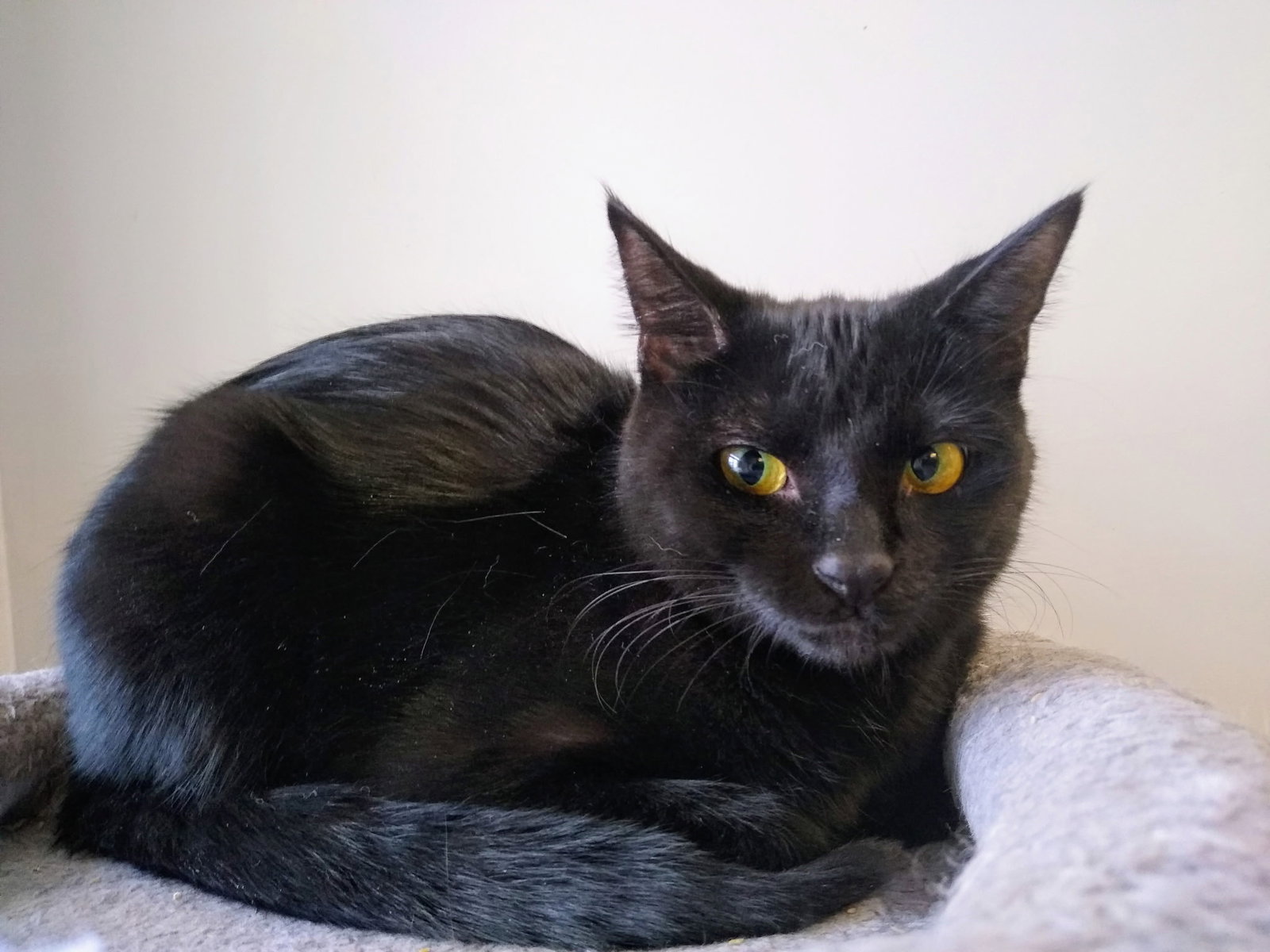 Ember Image