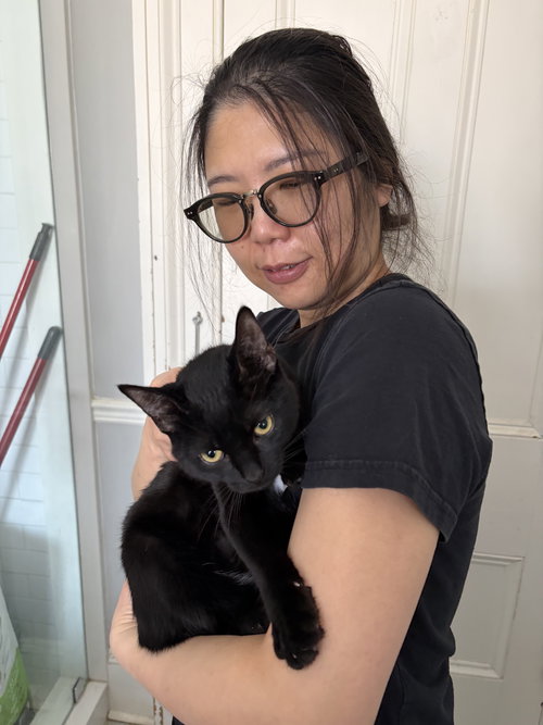 Rosie, an adoptable Domestic Short Hair in Markham, ON