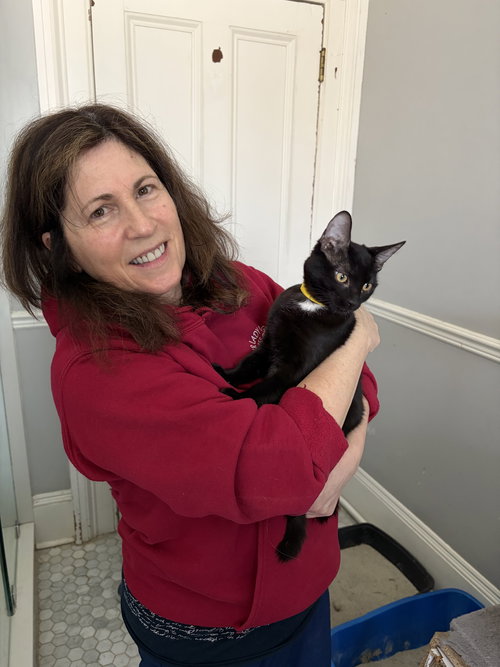 Noodles, an adoptable Domestic Short Hair in Markham, ON