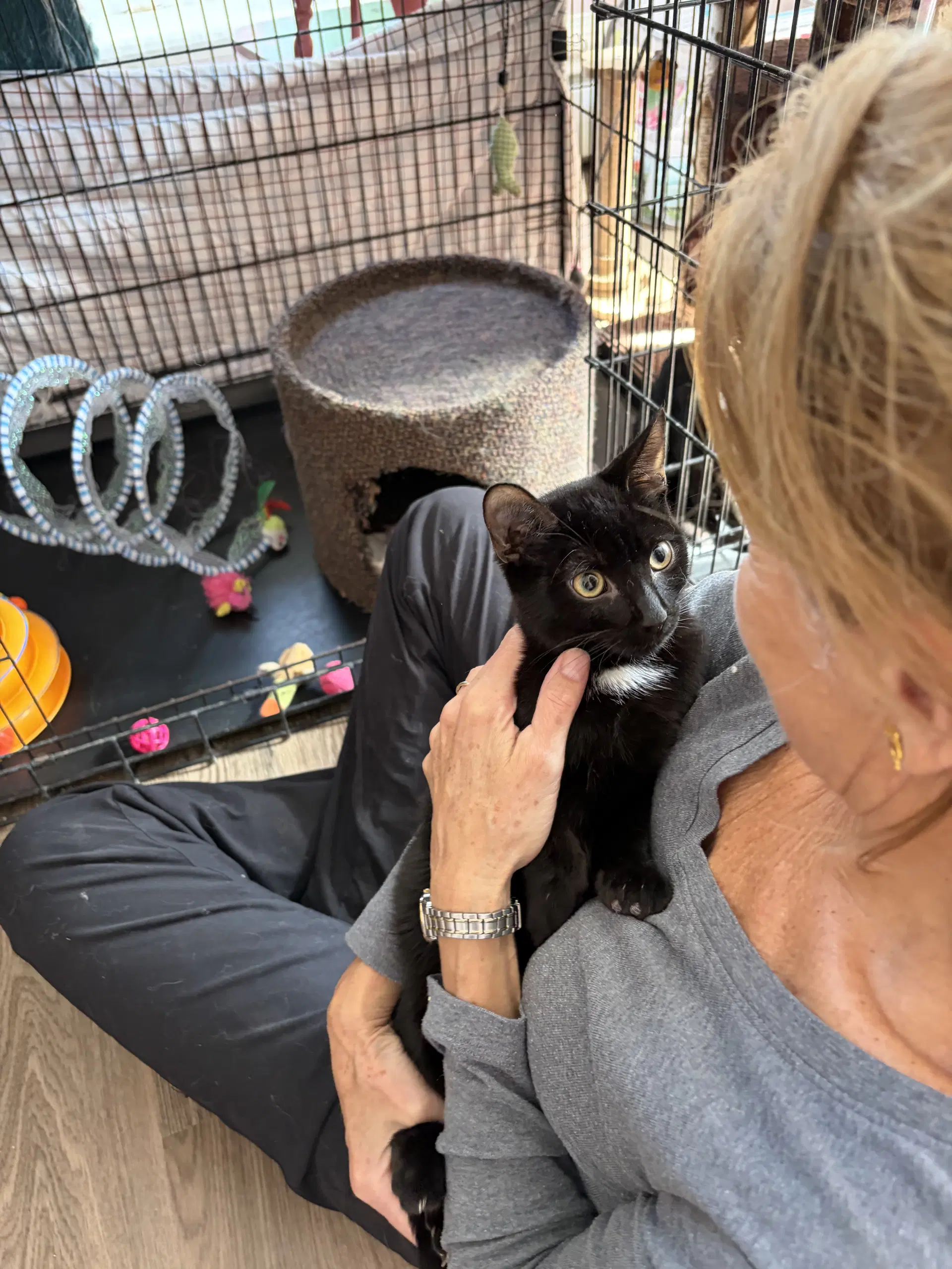 Felix - Domestic Short Hair
