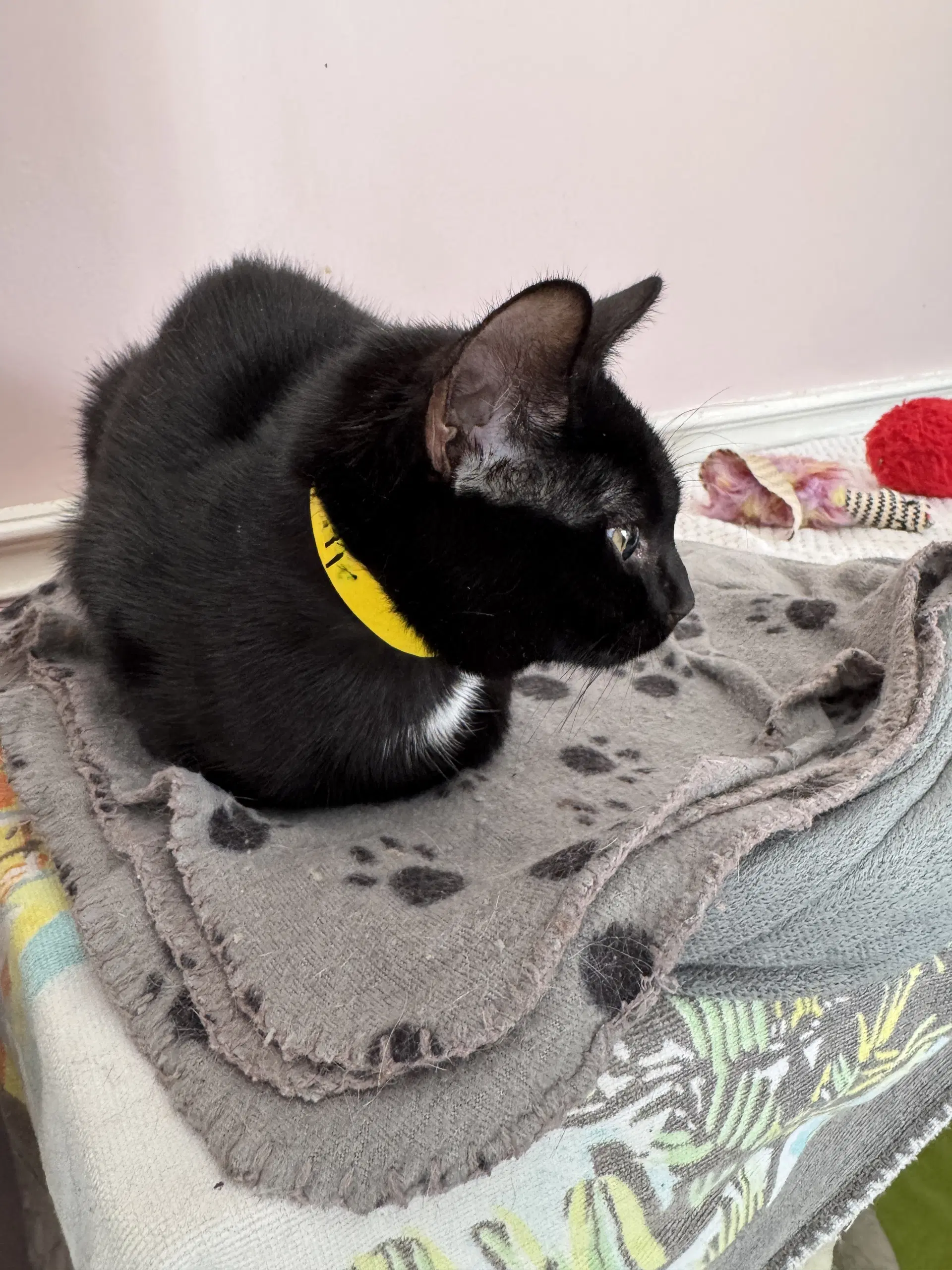 Felix image 2