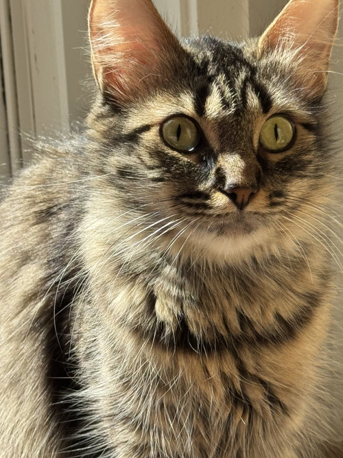 Tabitha, an adoptable Domestic Long Hair in Markham, ON