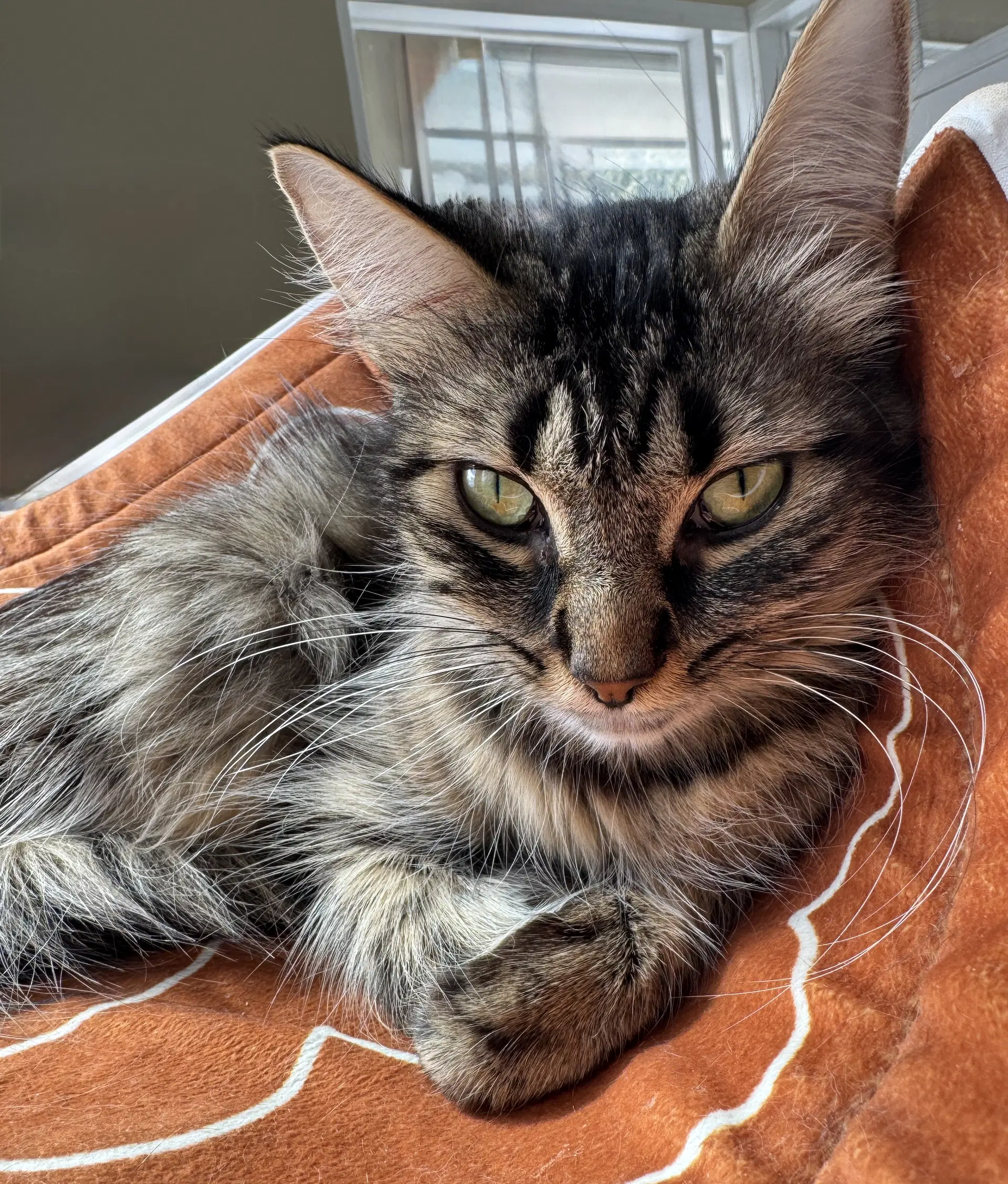 Tabitha image 2