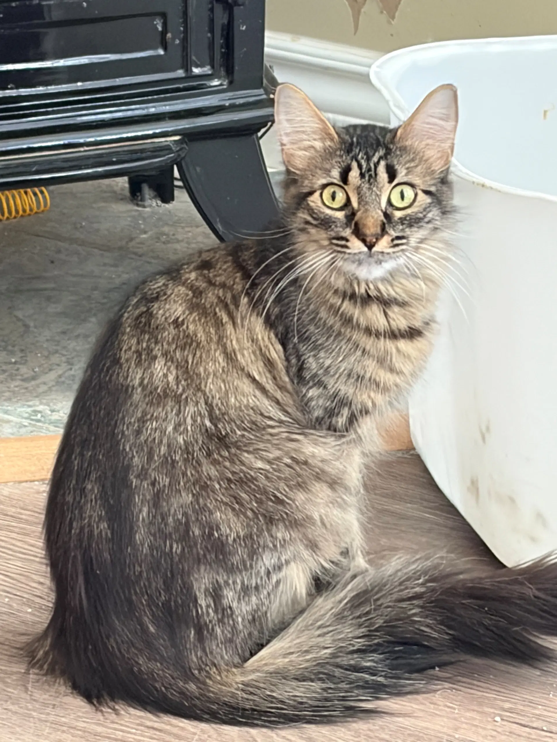 Tabitha image 3