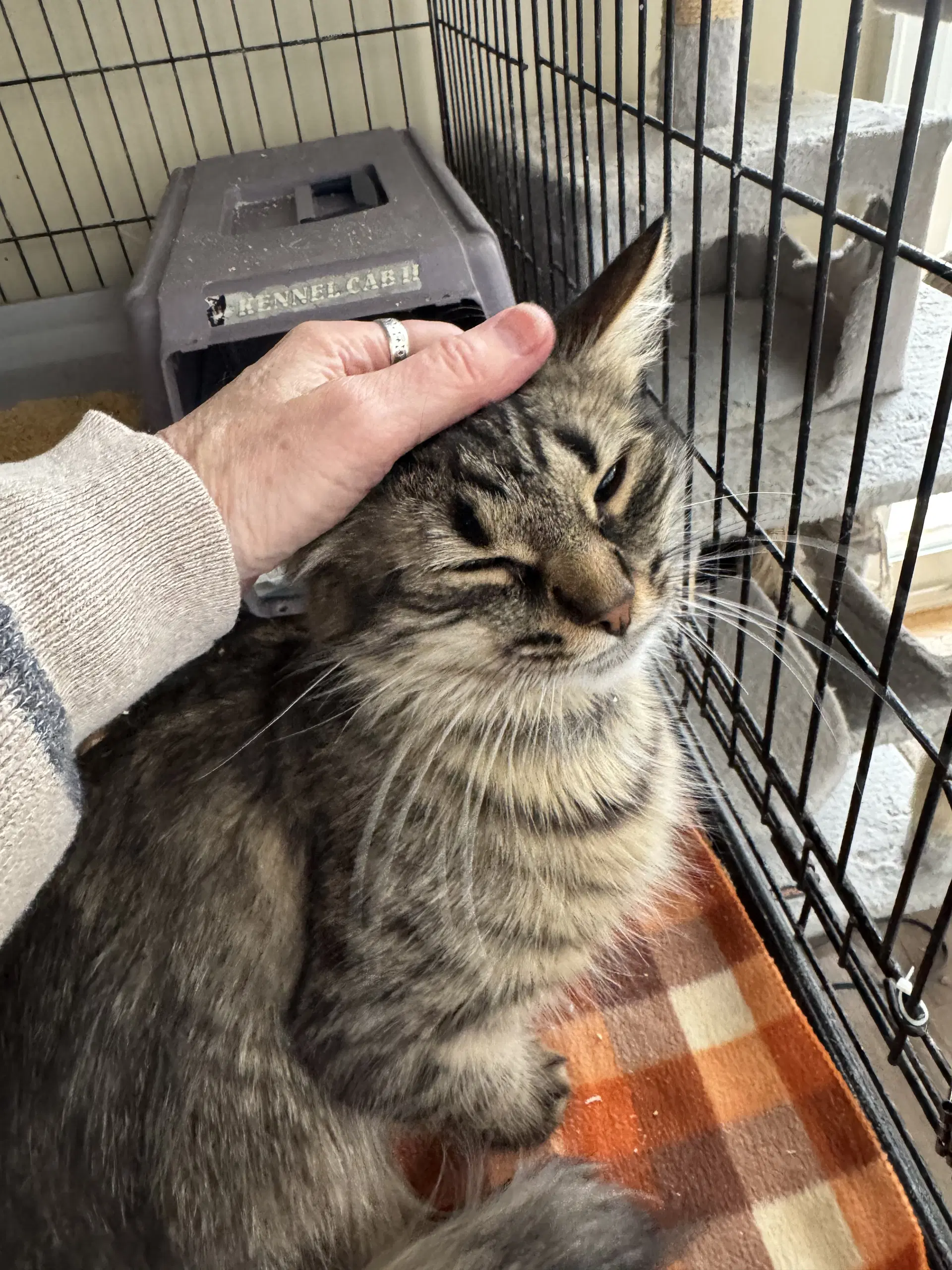 Tabitha - Domestic Long Hair