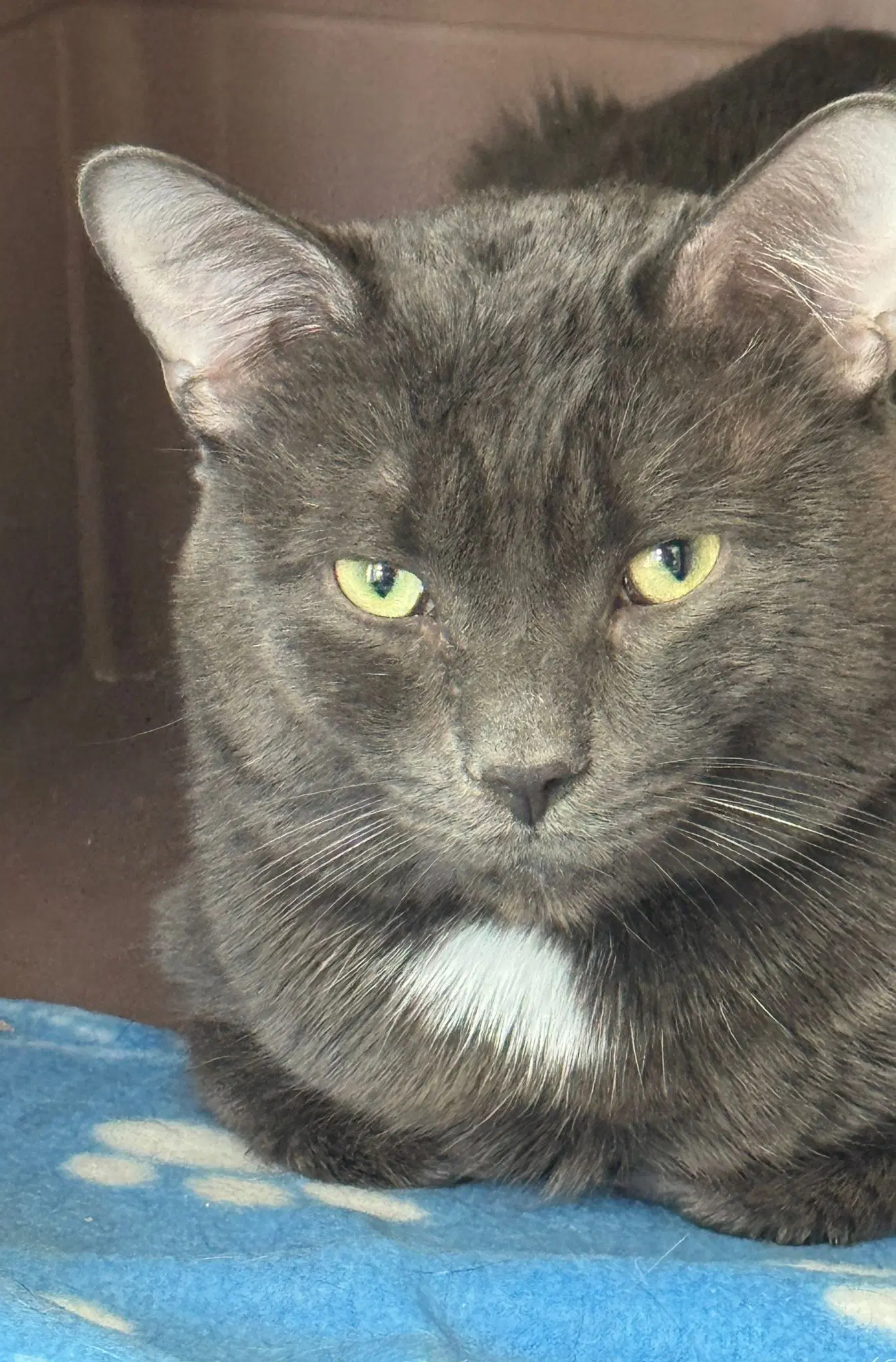 Slater - Domestic Short Hair