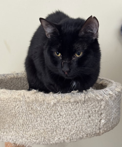 Photo of Dante