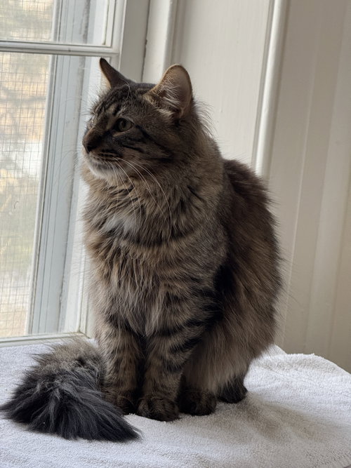 Photo of Maverick