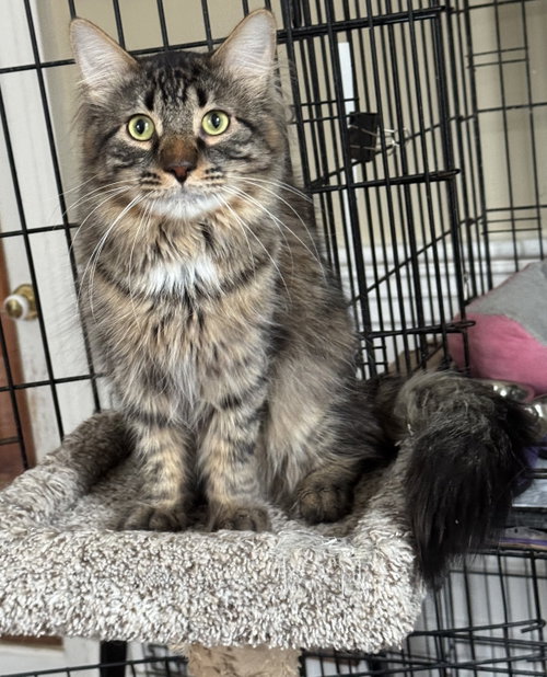 Photo of Maverick