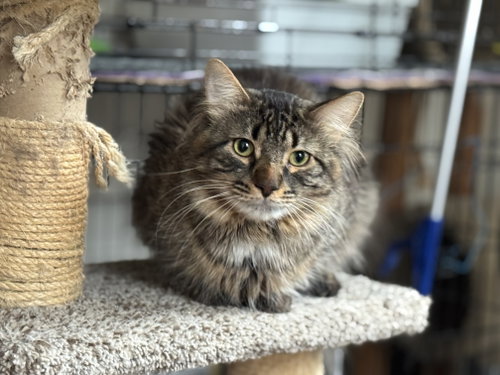 Photo of Maverick