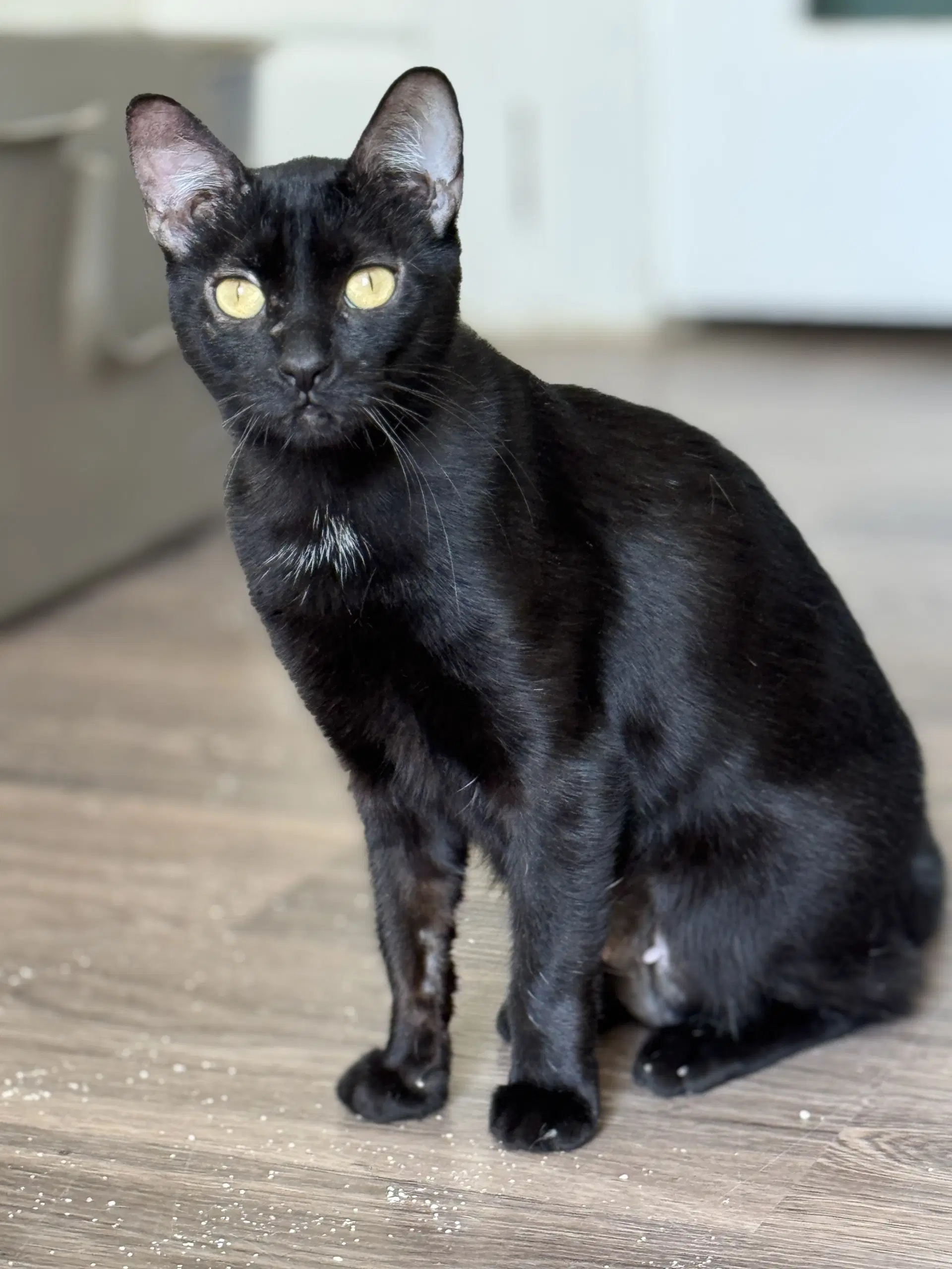 Sylvia - Domestic Short Hair