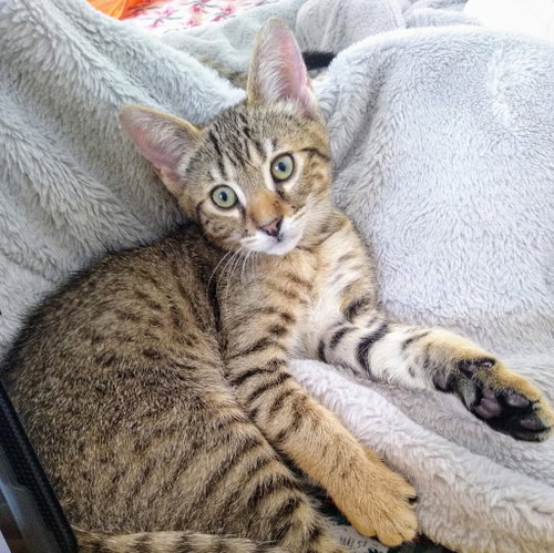 Coming Soon - Fawn, an adoptable Tabby in Markham, ON