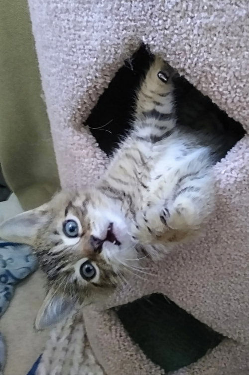 Coming Soon - Luka, an adoptable Tabby in Markham, ON