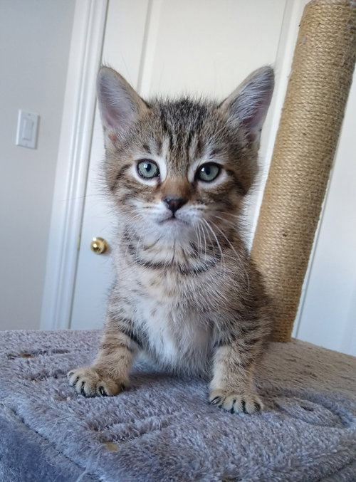 Coming Soon - Sonny, an adoptable Tabby in Markham, ON